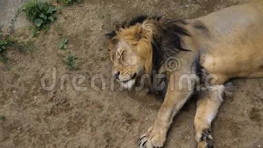 非洲狮子在炎热的夏天睡觉。